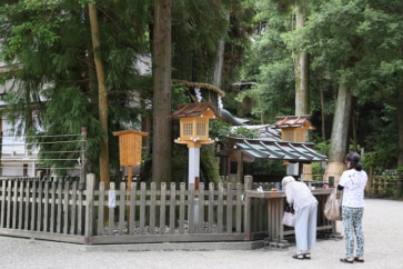 境内にある杉の大木