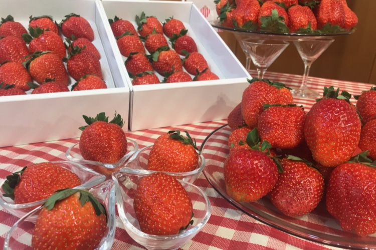 20200220ichigo-e1582173271111-