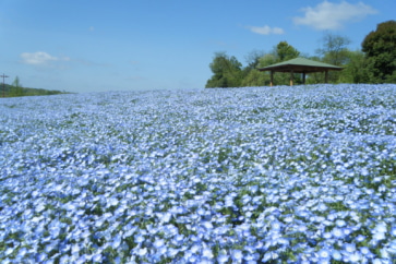 写真:【お米プレゼントも!】島根と広島のおすすめスポットを紹介