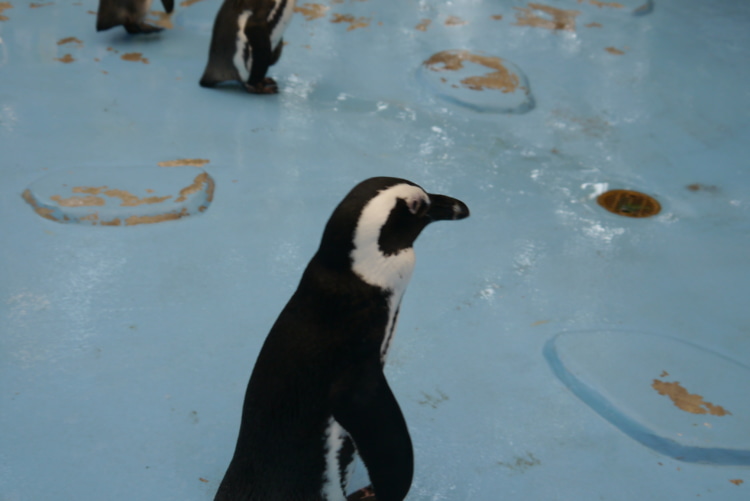 松江フォーゲルパークペンギン