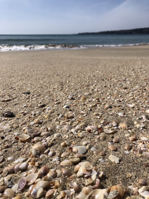 貝殻が浜に