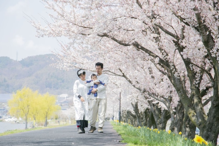 桜の花の下を歩く親子