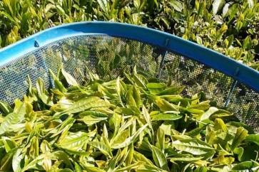 写真:予想外のおいしさ。限界集落の茶葉で自家製緑茶&紅茶ができた