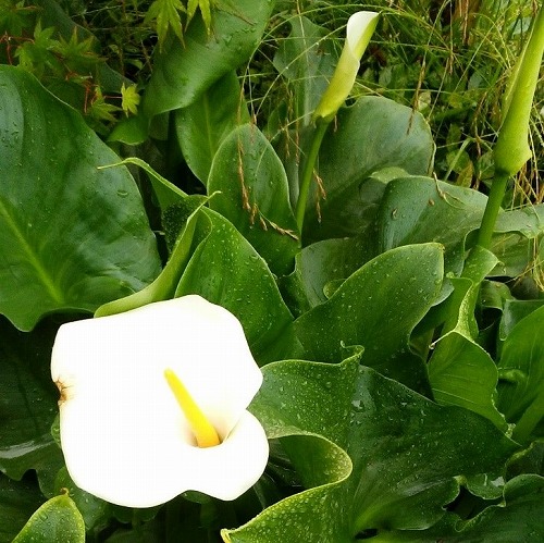 カラーの白い花
