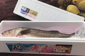 写真:東京五輪で使われるはずだった幻の魚。船橋の「瞬〆スズキ」を訪ねて