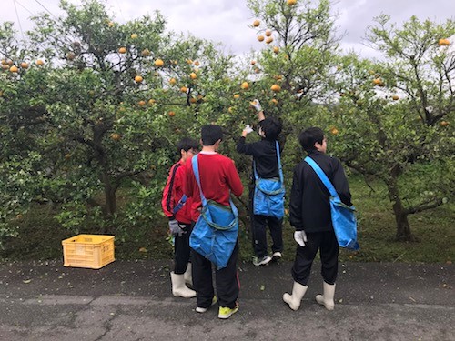 民泊（農泊）に来た都会の中学生と夏みかんの収穫