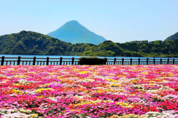 写真:謎の生物「イッシー」で有名な池田湖。四季の花や開聞岳もきれいです