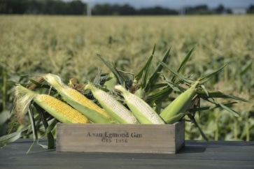 写真:こだわり農家の自信作。ふるさと納税でとれたて夏野菜を楽しもう