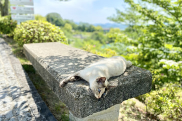 写真:ムカデにネズミ、雨漏りも。だけど尾道に移住してよかったわけ