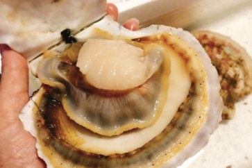 写真:新鮮でプリプリ!三陸のホタテが生きたまま自宅に届く