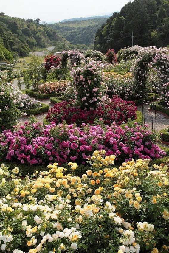 世界で有名なイングリッシュローズ育種会社の直営ガーデン2