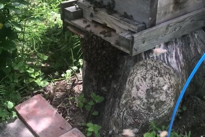 大量の日本ミツバチ