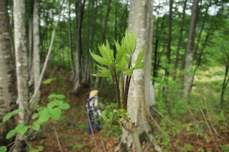 ミツバアケビの新芽