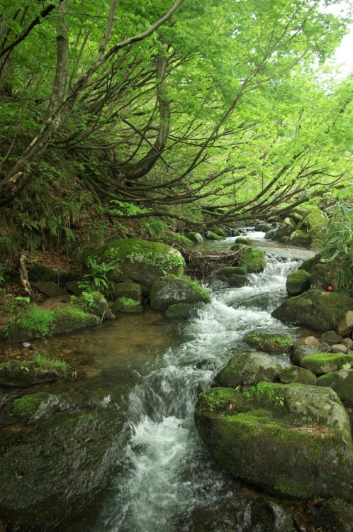 山菜取りで見つけた清流