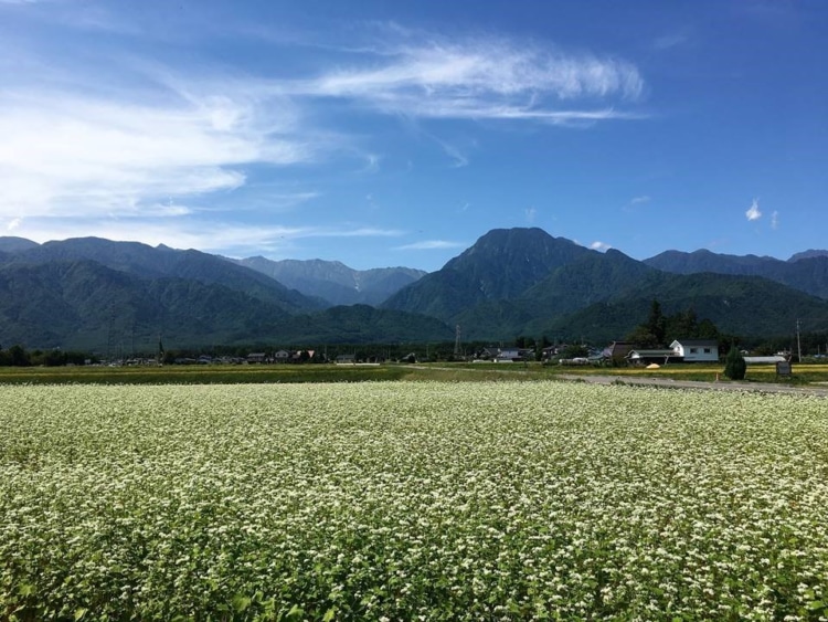 安曇野のそば畑