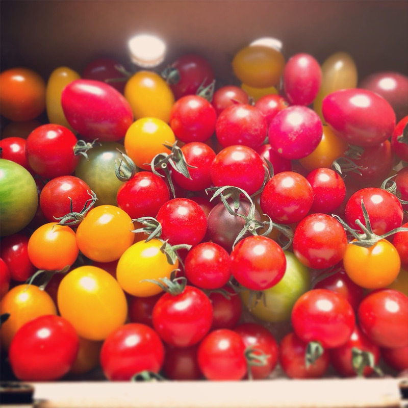 ジュエリートマト