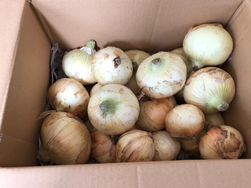 武ちゃん農園の玉ねぎ