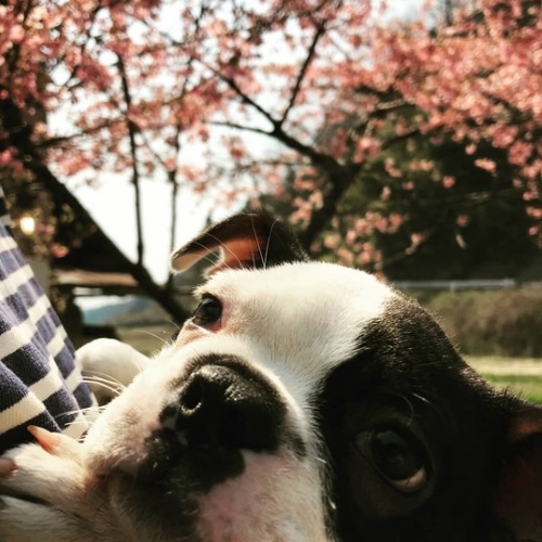 桜と愛犬