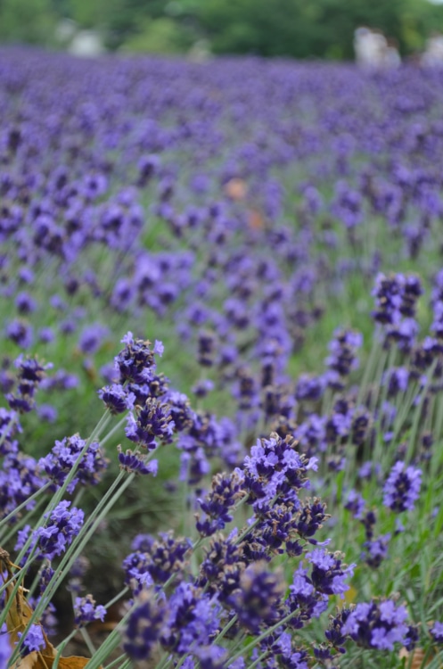 ラベンダーの寄り