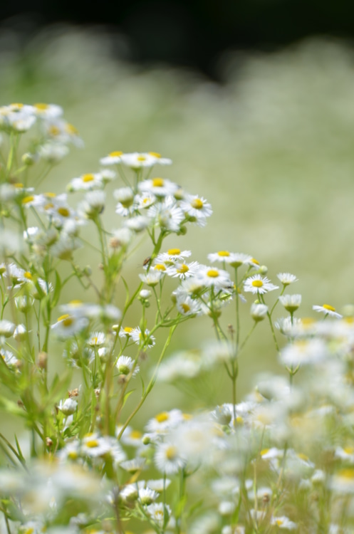 ラベンダー以外の花々も