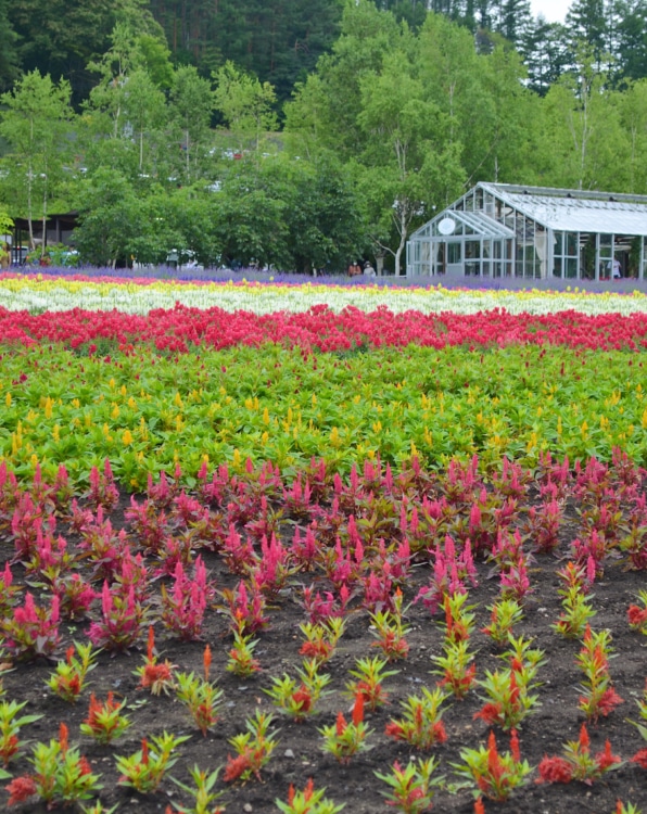 ラベンダー以外にも色とりどりの花が