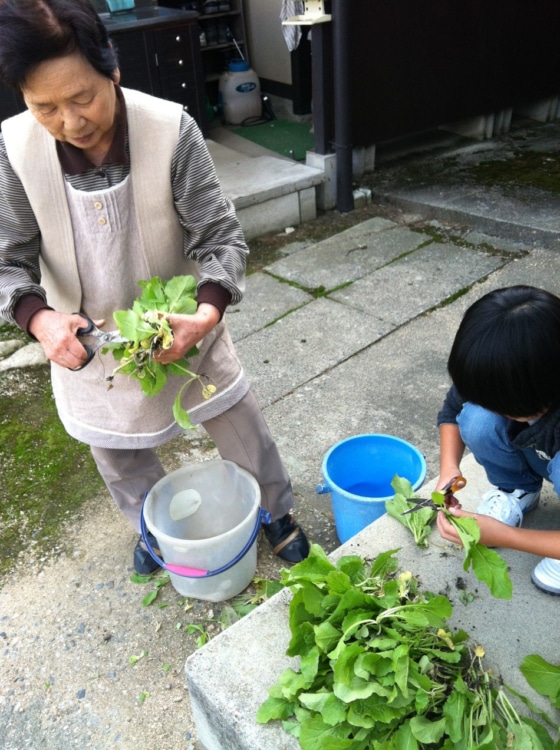 収穫した作物の仕分け