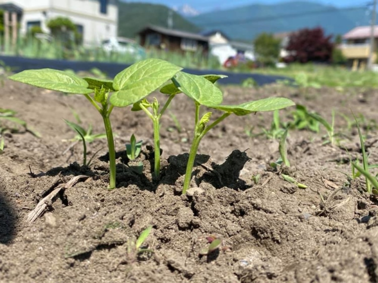 種から出た若葉