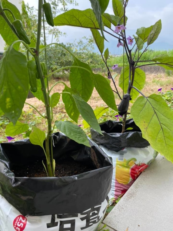 ピーマンとナスの苗
