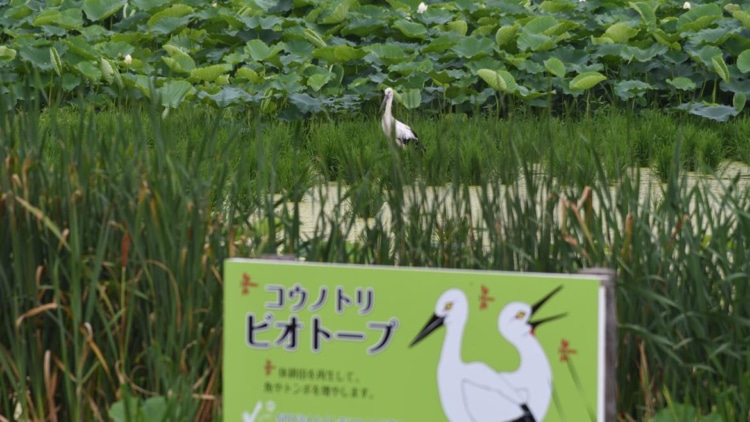 ビオトープとコウノトリ