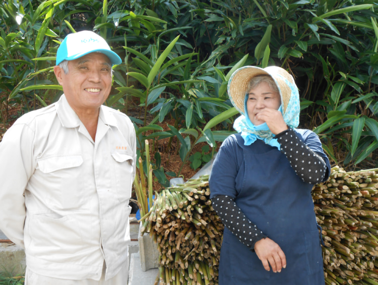 沖縄県月桃の生産者