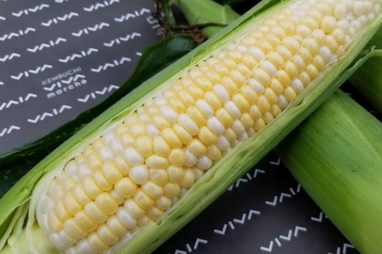 ドルチェドリーム