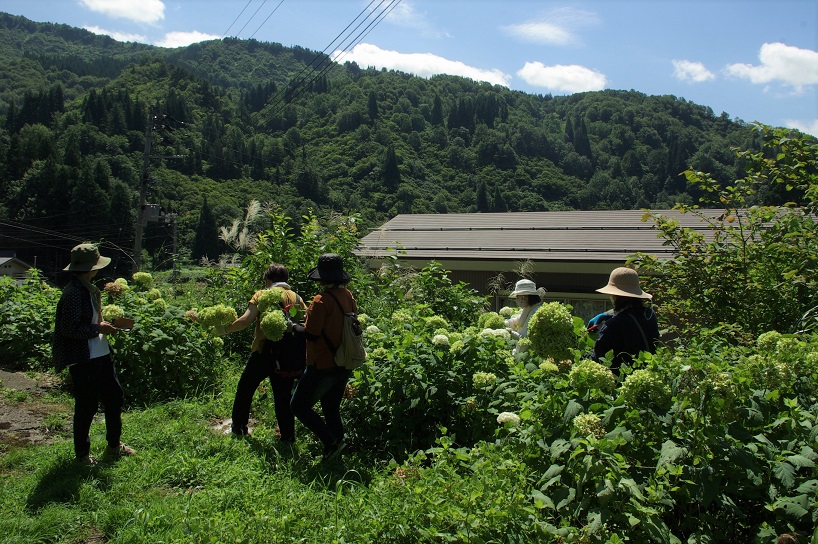 アナベルを集める参加者たち