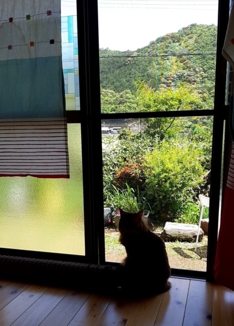 猫がいる一人暮らし