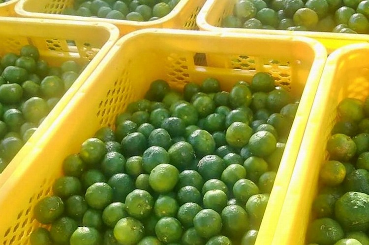 収穫したシークヮーサー