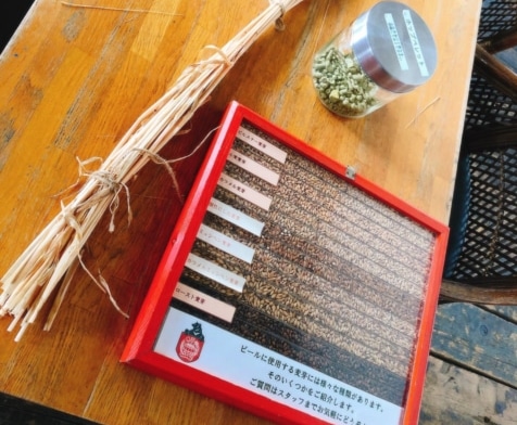 工場見学で見れるホップ