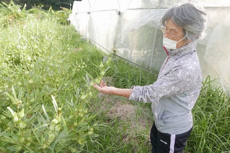 ハイビスカスティーの原料はローゼル。ジャムでもおいしいハーブです｜カラふる -ふるさとニュースマガジン-