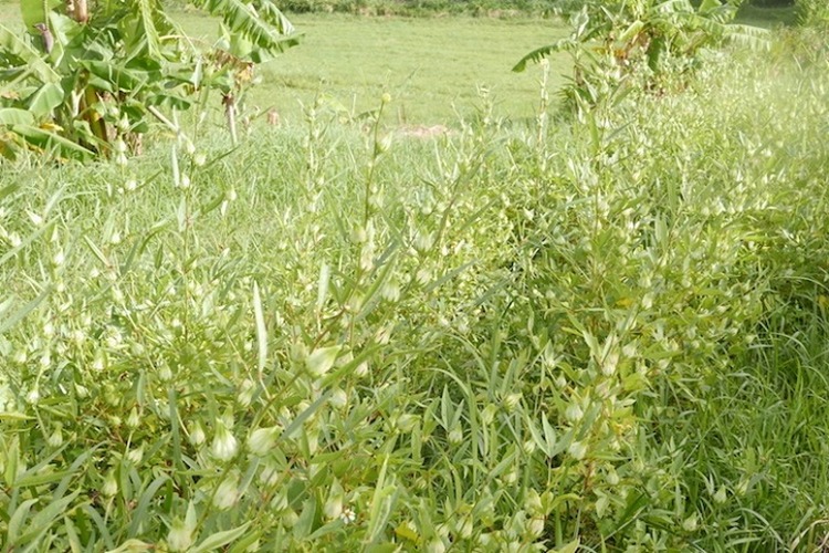 ホワイトローゼル