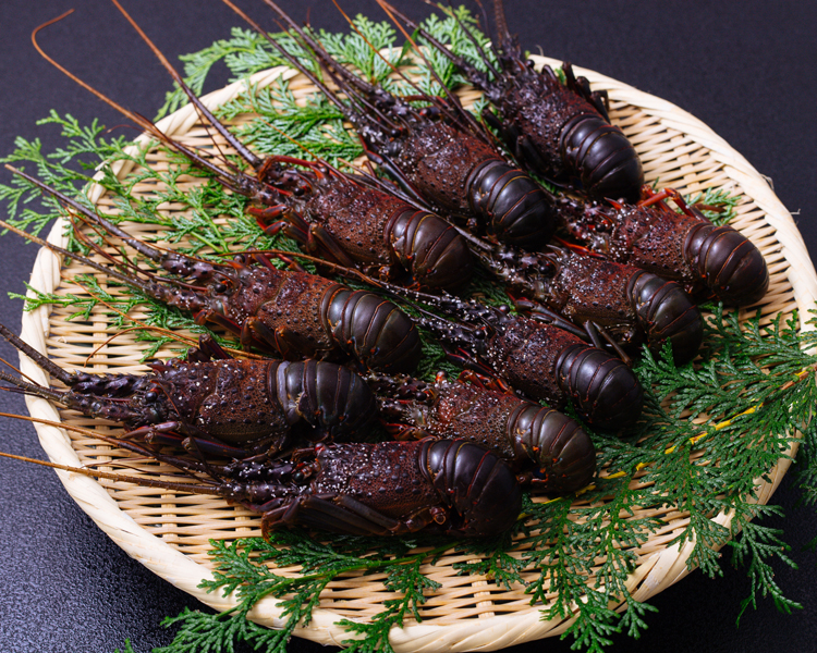 一口伊勢えび 80g~100g程度10尾