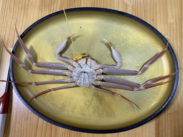 黄色いタグは越前ガニの印