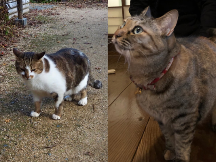 お寺で飼われている猫。左がアウアウ、右がシマ。
