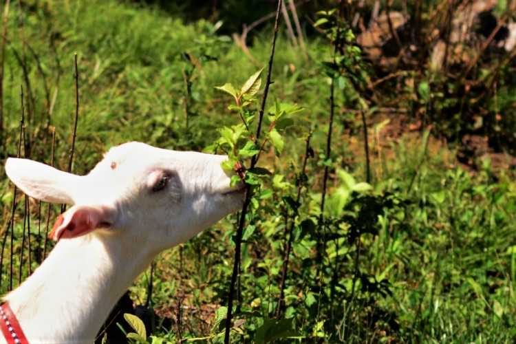 草を食べるヤギ