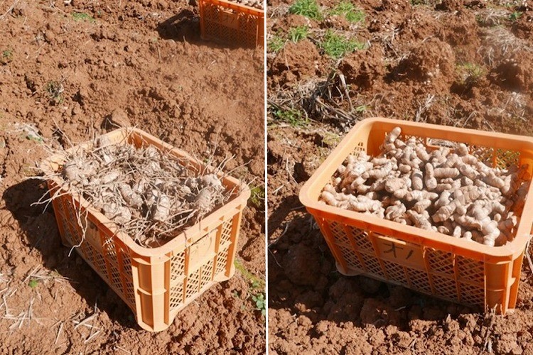 なんとなく移住した沖縄でウコン栽培 今では契約農家に カラふる ふるさとニュースマガジン