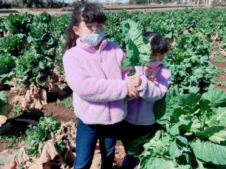 葉の大きさに驚く子ども