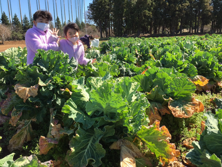 子どもとケールの花摘み