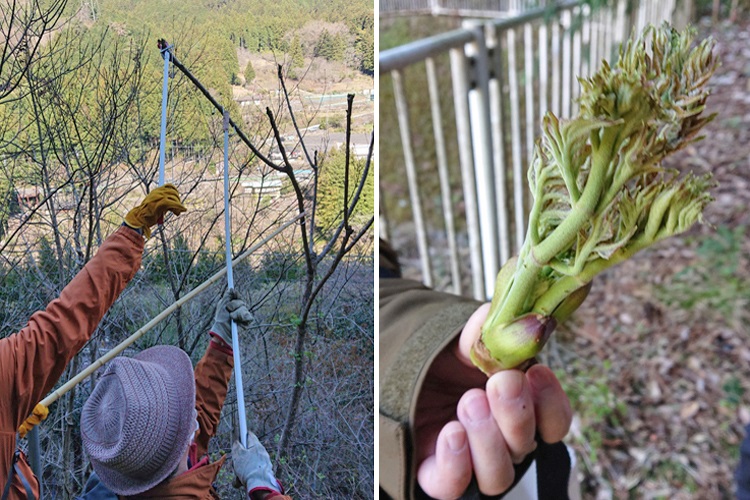 タラの芽収穫