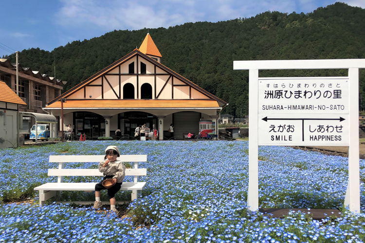 州原ひまわりの里