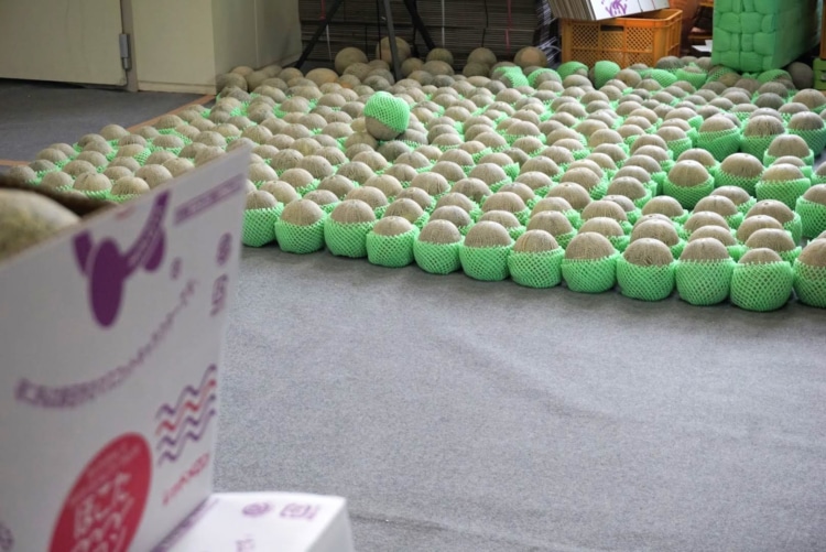 整然と並ぶメロン