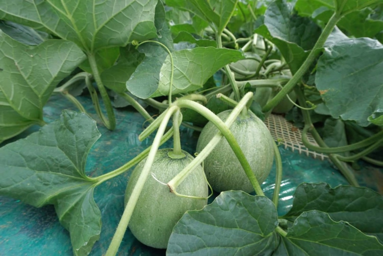 発育中の網目のないメロン