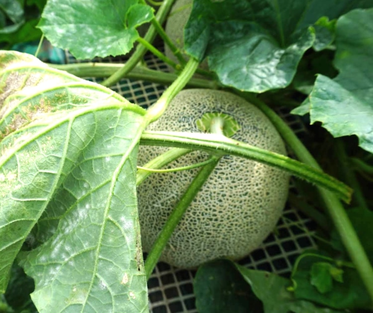 網目が出来たメロン