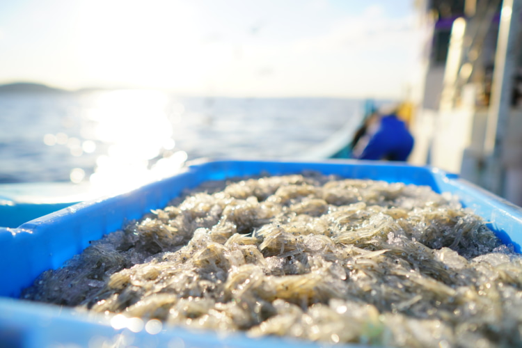 獲れたて湘南シラス